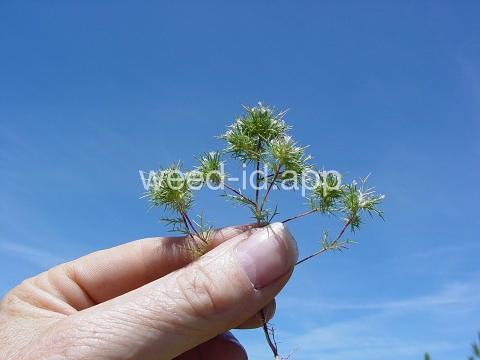 navarretia, needle-leaf